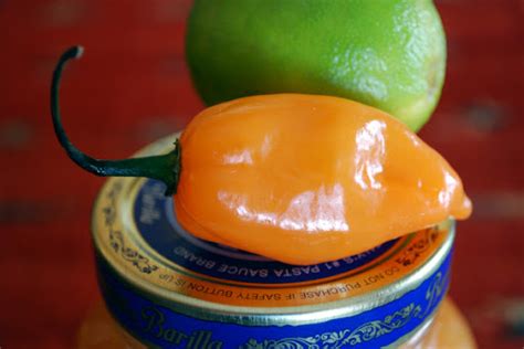 Make Your Own Habanero Hot Sauce Badger Blade