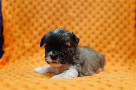 puppy 6 — North Iowa Puppies