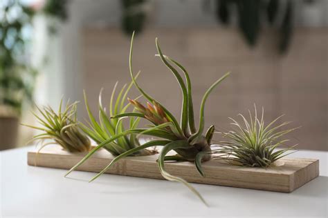 How Care To For Air Plants — Seattle's Favorite Garden Store Since 1924 ...