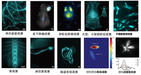 小动物活体荧光成像系统（近红外二区） 应用培训通知 大型仪器设备共享实验中心