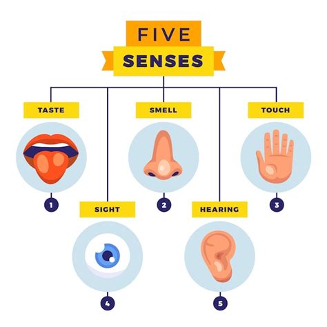 Page 2 | Human Ear Diagram Labeled Images - Free Download on Freepik