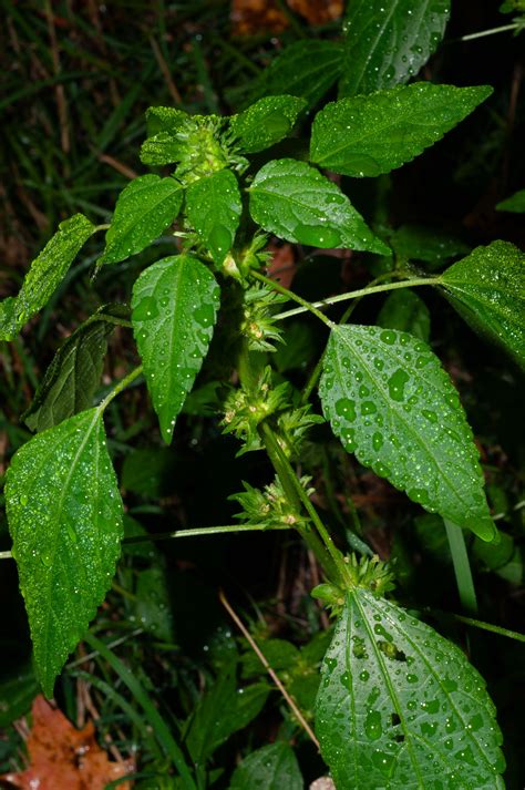 Acalypha rhomboidea (Three-seeded mercury)