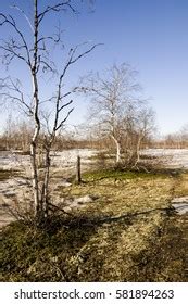 Naked Birch Trees Blue Sky Early Stock Photo 581894263 Shutterstock