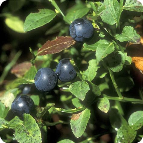 MIRTILLO - Lengua Medra