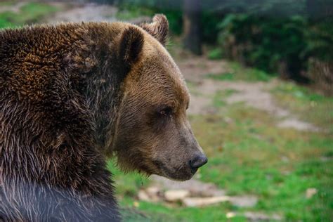 Bear Tour Brasov Libearty Bear Sanctuary Zarnesti Bra Ov Romania