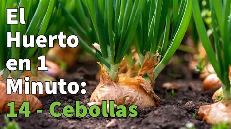 Cultivando cebollas La guía completa para plantar cuidar y cosechar