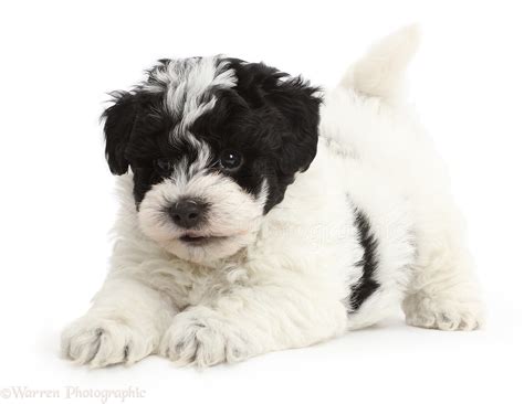 Dog: Playful black-and-white Cavapoo puppy photo WP43078