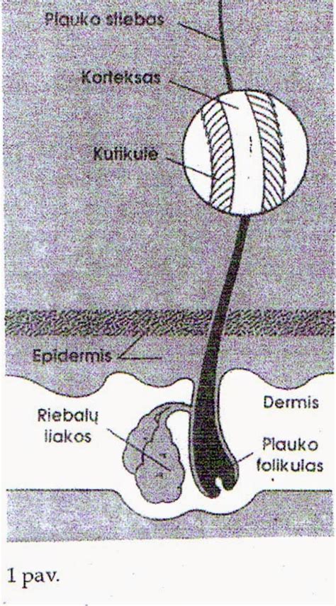 Konstantin Korenevskiy 211 Higienine Plauku Prieziura Plauku