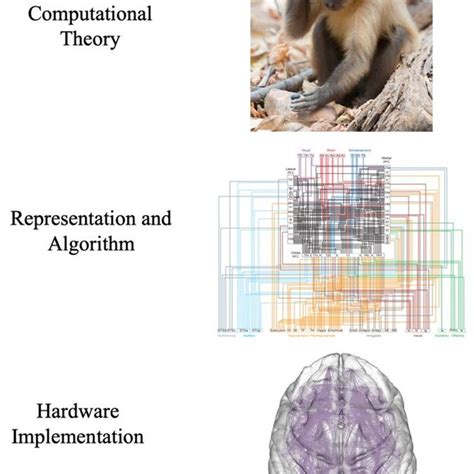 Pdf Cognitive Science As Complexity Science