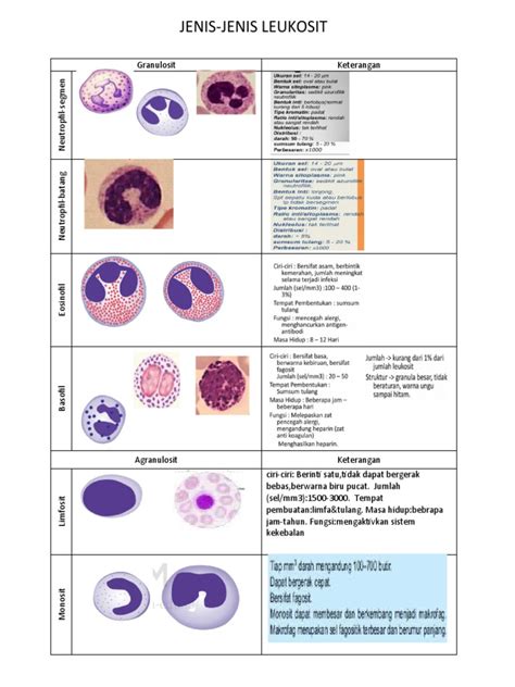 Jenis Leukosit Pdf