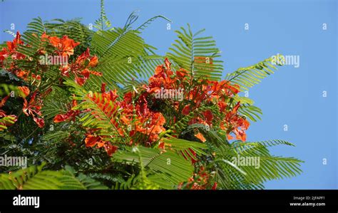 Beautiful Branch Of Red Flowers Flame Tree Delonix Regia In June