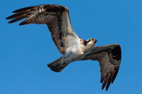 Meet the Osprey Bird: Sea Hawk of the Sky - Birds and Blooms