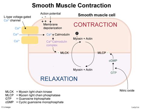 Smooth Muscle Contractions - MSK - Medbullets Step 1