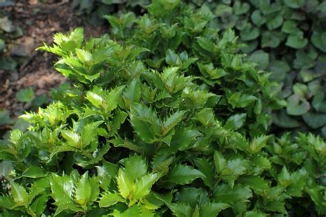 ilex meserveae  rascal mondo growing guides
