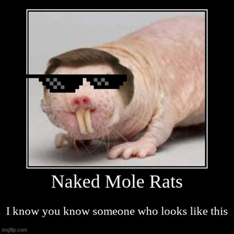 Naked Mole Rats Imgflip