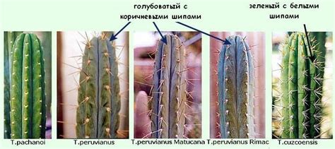 Мескалін енциклопедія наркотиків | Crystal