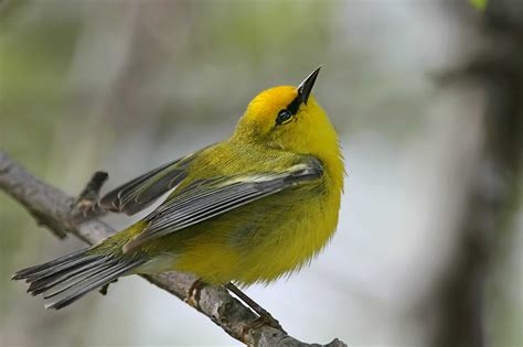 Climate change is messing up the schedule of migratory birds