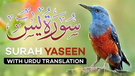 Surah Yaseen Yasin Episode Surah Rahman Daily Quran Tilawat