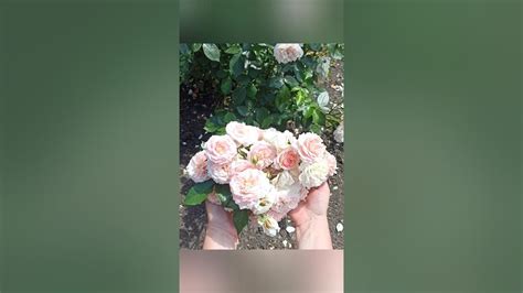 Роза 🌹🏡Кремоза Кордес🌹🏡2018 Букетное цветение🤗 завораживает #today # ...