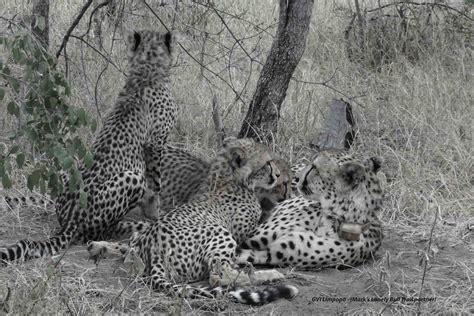 Cheetah – Ecosystem Hotspots