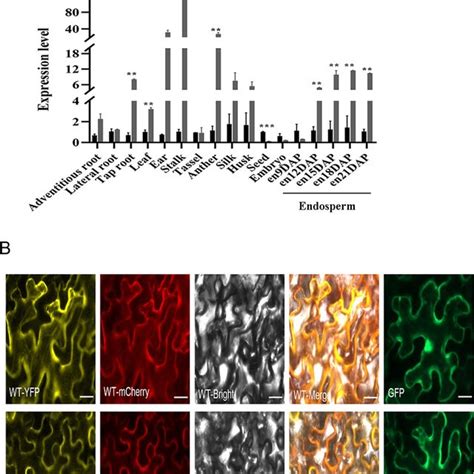 Expression Pattern Of The O Gene In Wt And Mutant And Subcellular