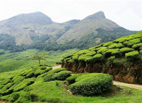Tea And Mountain View Picture Of Kolukkumalai Tea Estate Kottagudi
