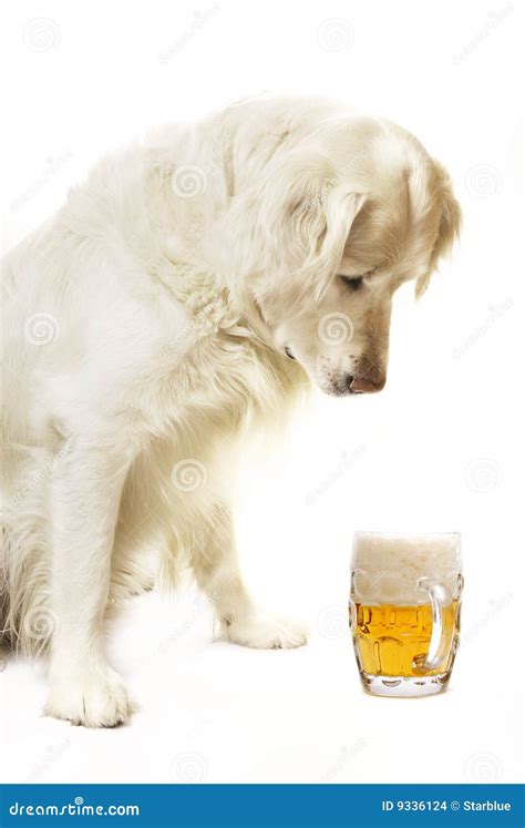 собака пива стоковое фото. изображение насчитывающей юмористика - 9336124