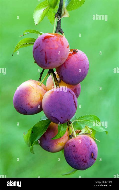 Cherry Plum Or Myrobalan Plum Prunus Cerasifera Stock Photo 112525069