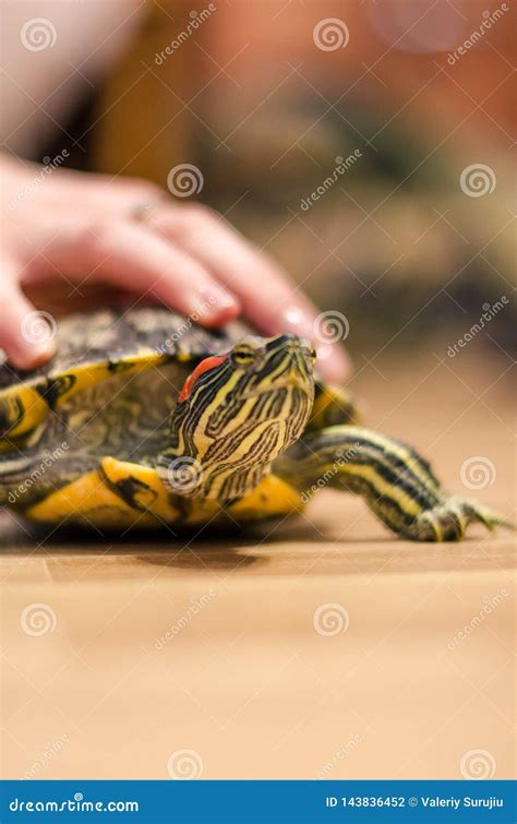 Une Tortue Sur Le Plancher La Maison Photo stock Image du lumière