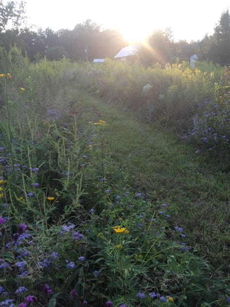 fieldpumpkinplantspeartreejpg sharon glasgow