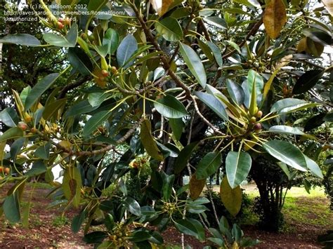 Plantfiles Pictures Ficus Species Moreton Bay Fig Ficus Macrophylla