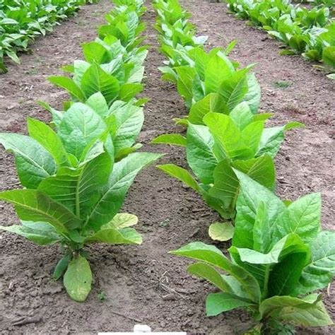 Tn 90 Lc Tobacco Seeds For Planting 10000 Non Gmo Heirloom Tobacco