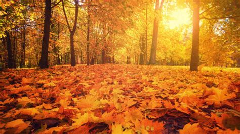 The Reason Why Americans Refer to Autumn as Fall | Mental Floss 