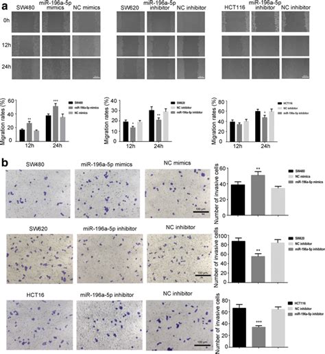 The Effects Of MiR 196a 5p On Cell Migration And Invasion A The