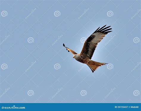 Red Kite In Flight Ii Stock Image Image Of Brown Feather 25725437