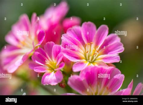 Lewisia Cotyledon Hi Res Stock Photography And Images Alamy