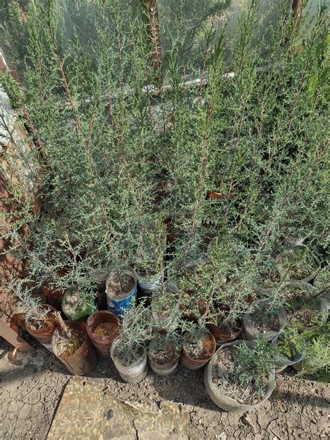 Кипарѝс, дърво (Cupressus sempervirens) гр. Ямбол Аврен • OLX.bg