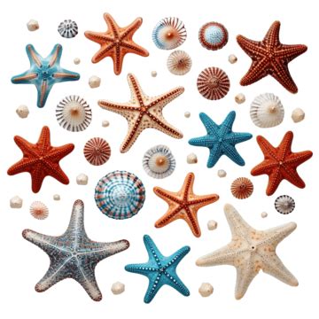 Starfish Animals Ocean, Starfish, Fish, Animal PNG Transparent Image and Clipart for Free Download