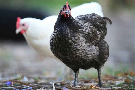 black australorp australias world record egg layer heritage