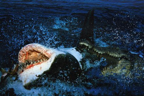 Saltwater Crocodile Vs Great White Shark By Kaasatha On Deviantart