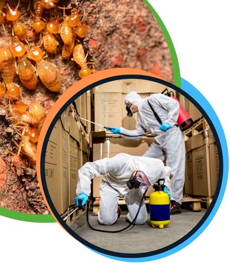 Termite Control Services Dubai Stalwart Solutions Llc