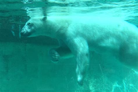 12 Polar Bear Adaptations (That Keep them Alive!) – Fauna Facts