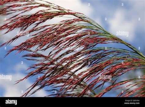 Red Reed Grass Stock Photo Alamy