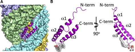 Structure Of The Bacterial Sex F Pilus Reveals An Assembly Of A