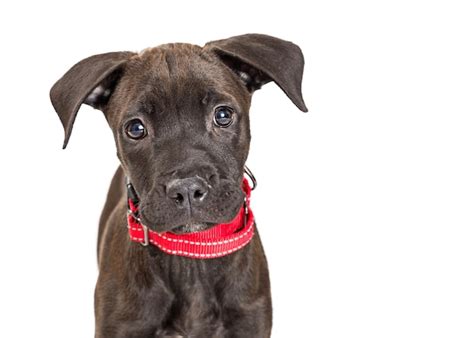 Premium Photo Portrait Black Terrier Dog Looking At Camera