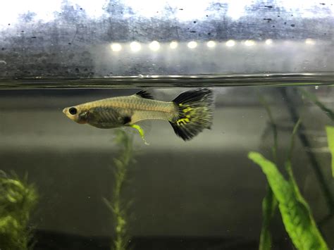 Neon Green Poop Why Is My Guppy Pooping This Colour I Read Online