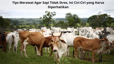 Tips Merawat Agar Sapi Tidak Stres Ini Ciri Ciri Yang Harus