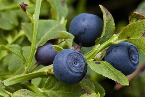 Luomumetsämarjoilla hyvät markkinat | Puutarha-sanomat