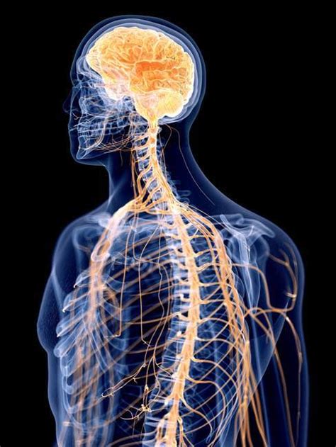 D Rendered Illustration Of Human Nervous System Cerebellum Graphic