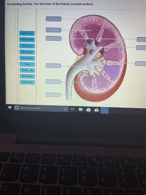 Solved Art Labeling Activity The Structure Of The Kidney Chegg